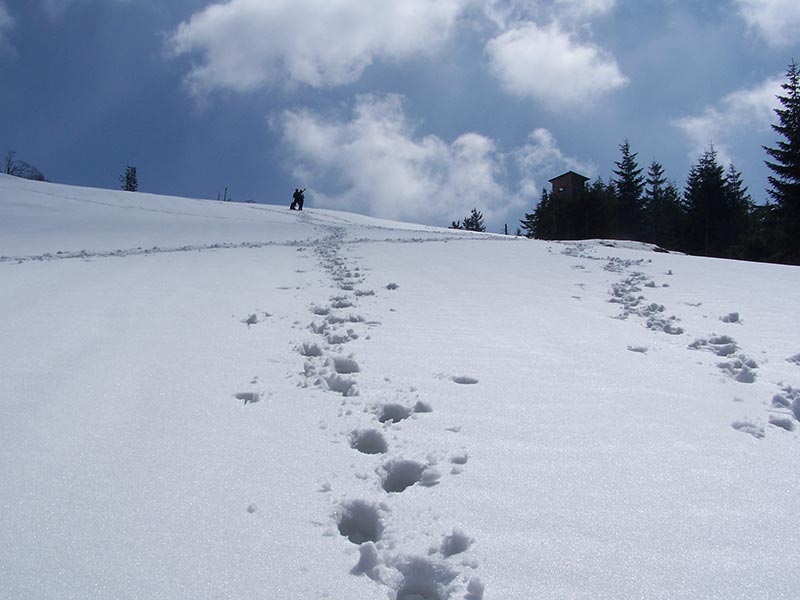 Spuren im Schnee